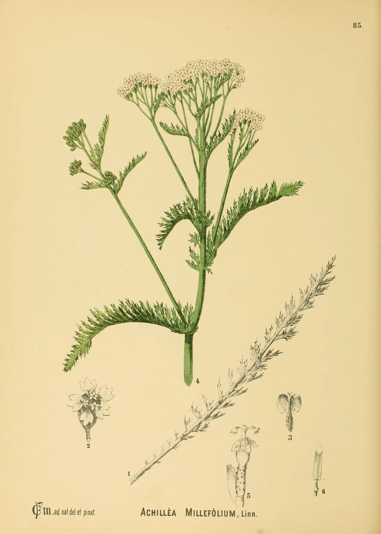 Common yarrow complex (Achillea millefolium)