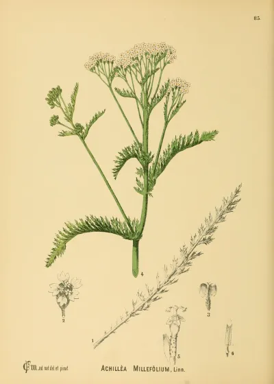 Common yarrow complex