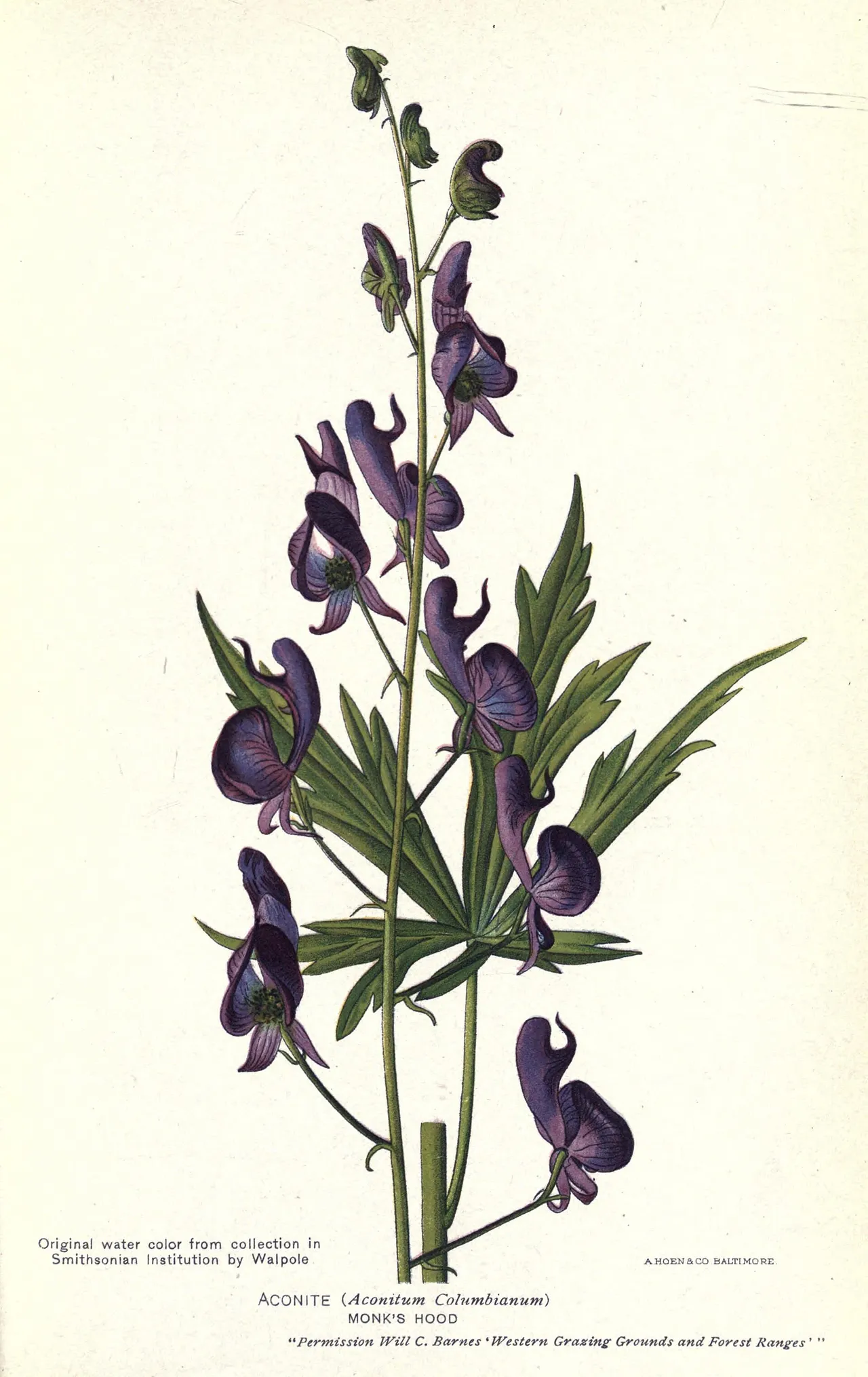 Columbian Monkshood (Aconitum columbianum)