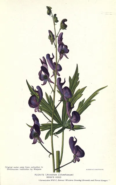Columbian Monkshood
