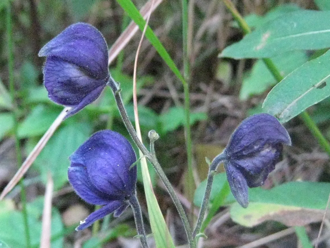 Larkspurleaf Monkshood (Aconitum delphiniifolium)
