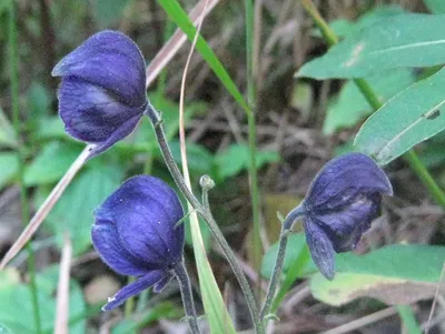 Larkspurleaf Monkshood