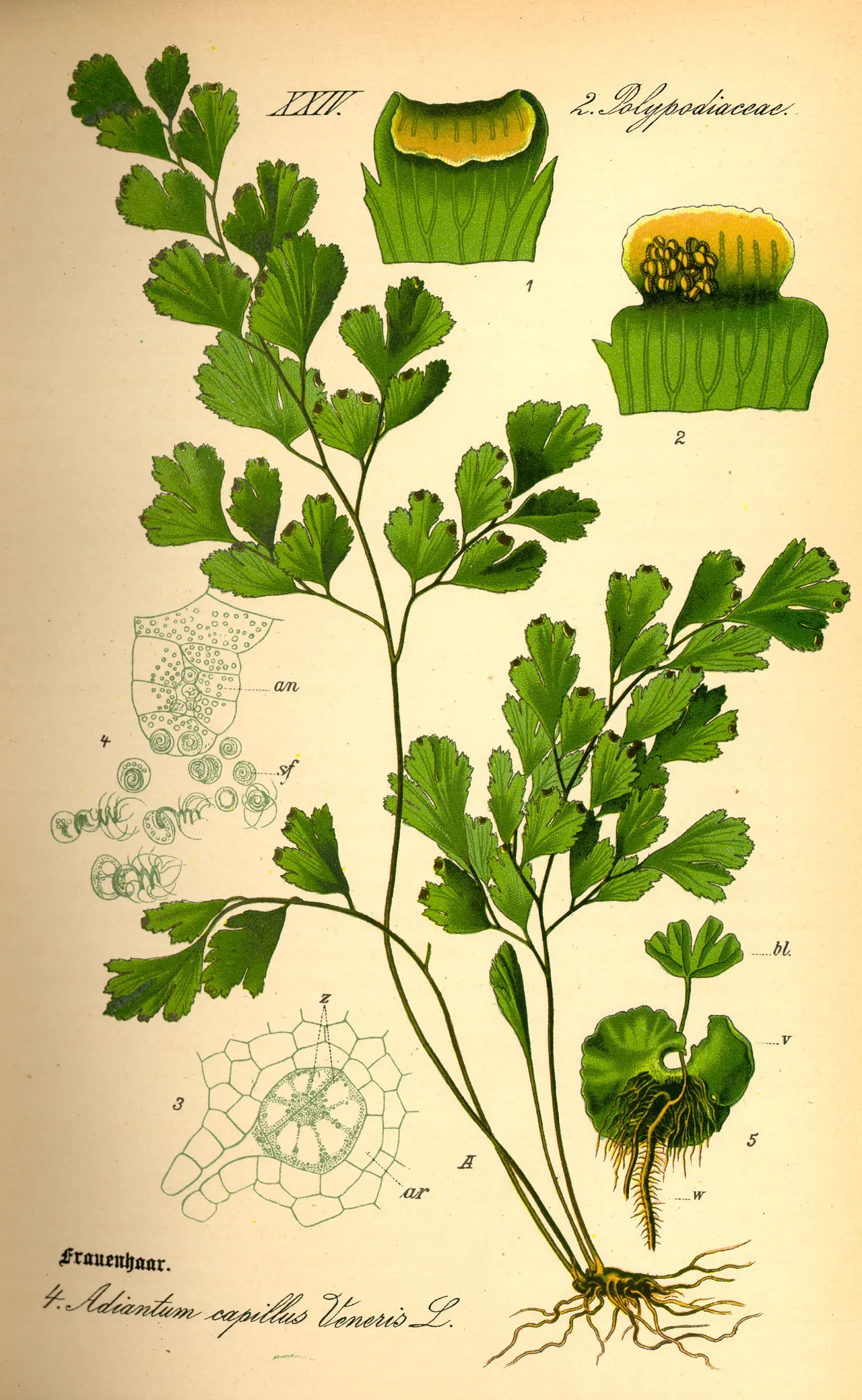 Common maidenhair (Adiantum capillus-veneris)