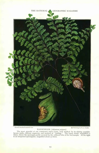 Northern maidenhair fern
