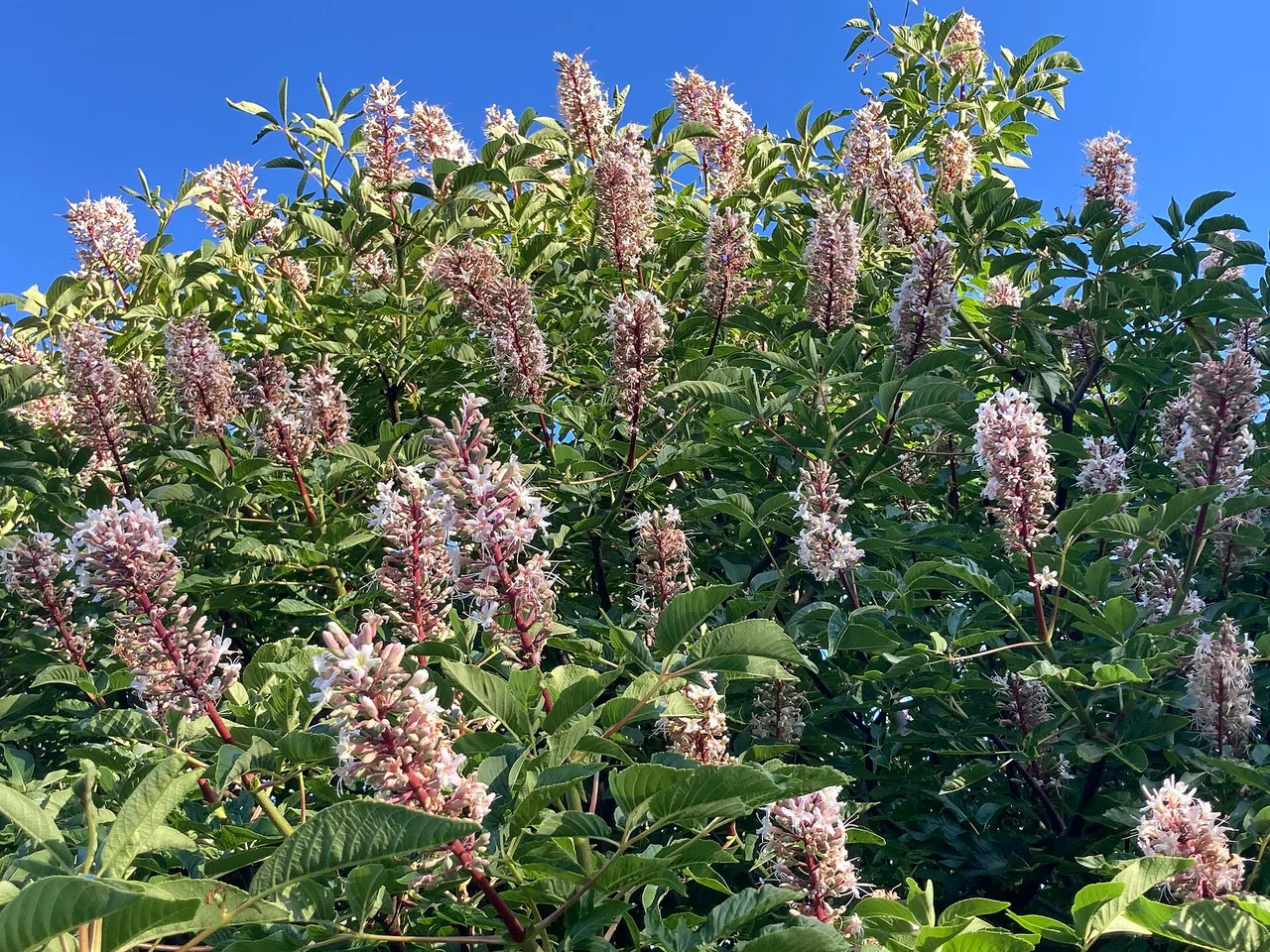 California buckeye (Aesculus californica)