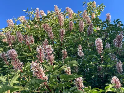 California buckeye
