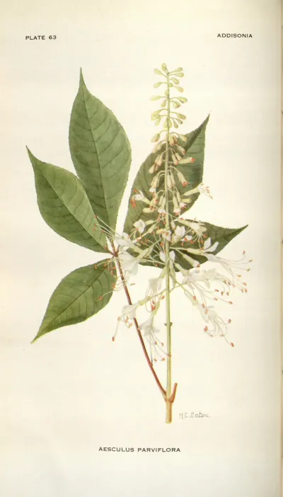 Bottlebrush buckeye