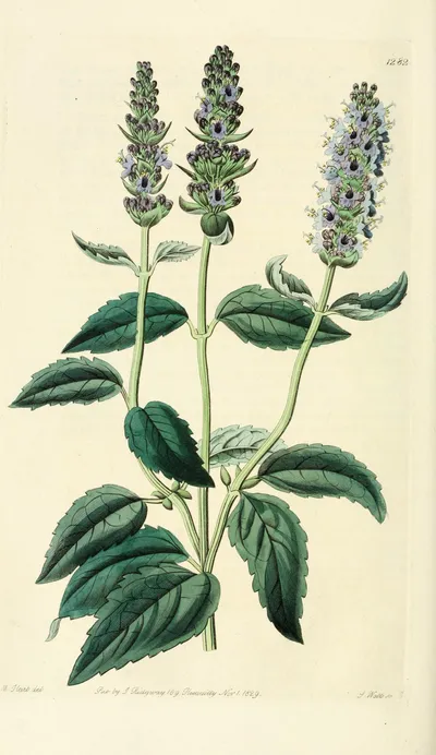 Anise hyssop