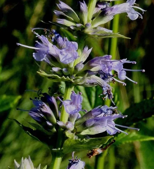 Purple giant hyssop (Agastache scrophulariifolia)