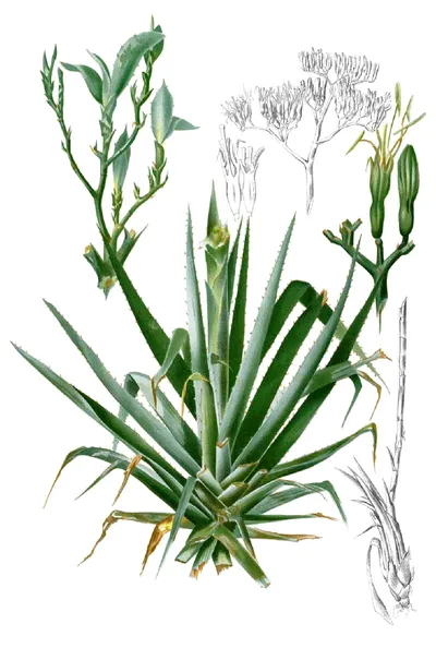American century plant