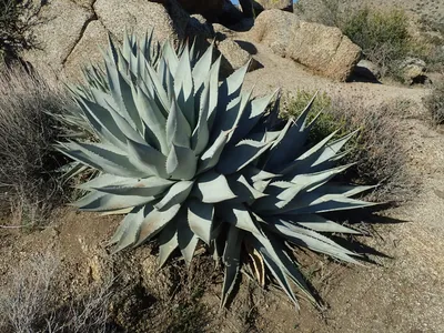 Desert agave
