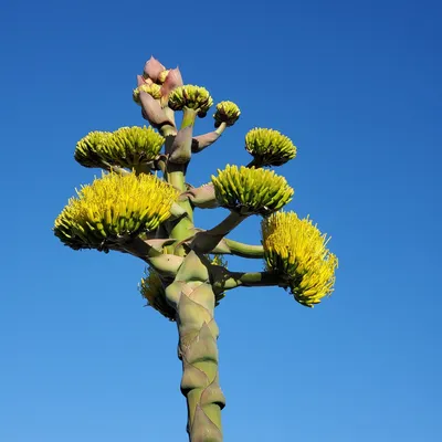 Shaw's Agave