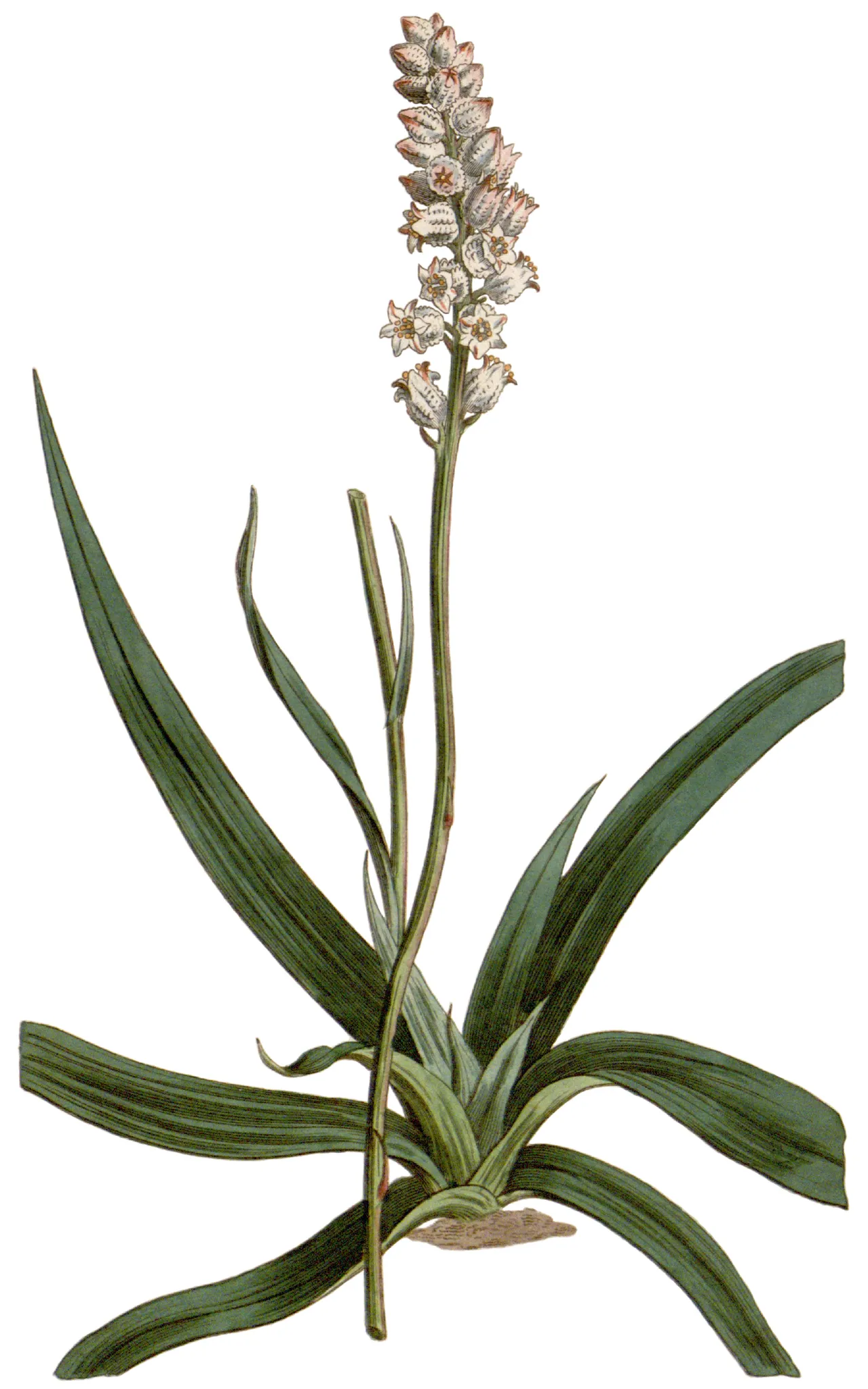 White-tubed Colicroot (Aletris farinosa)