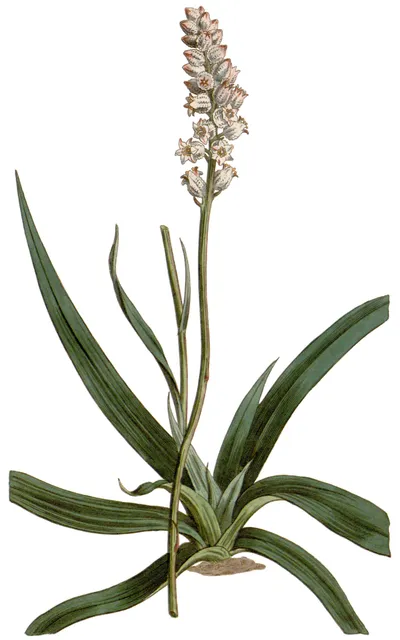 White-tubed Colicroot