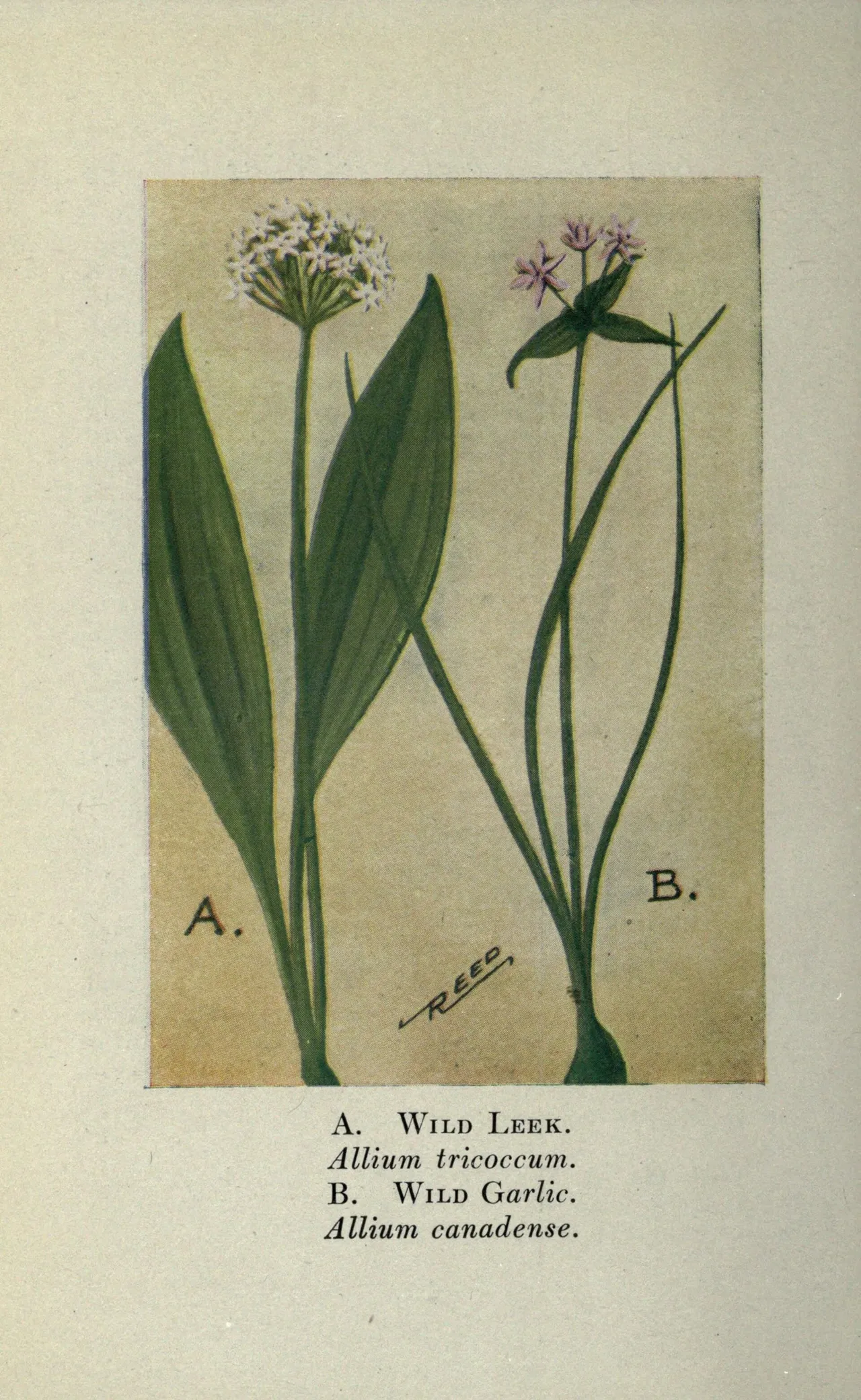 Canadian Meadow garlic (Allium canadense)