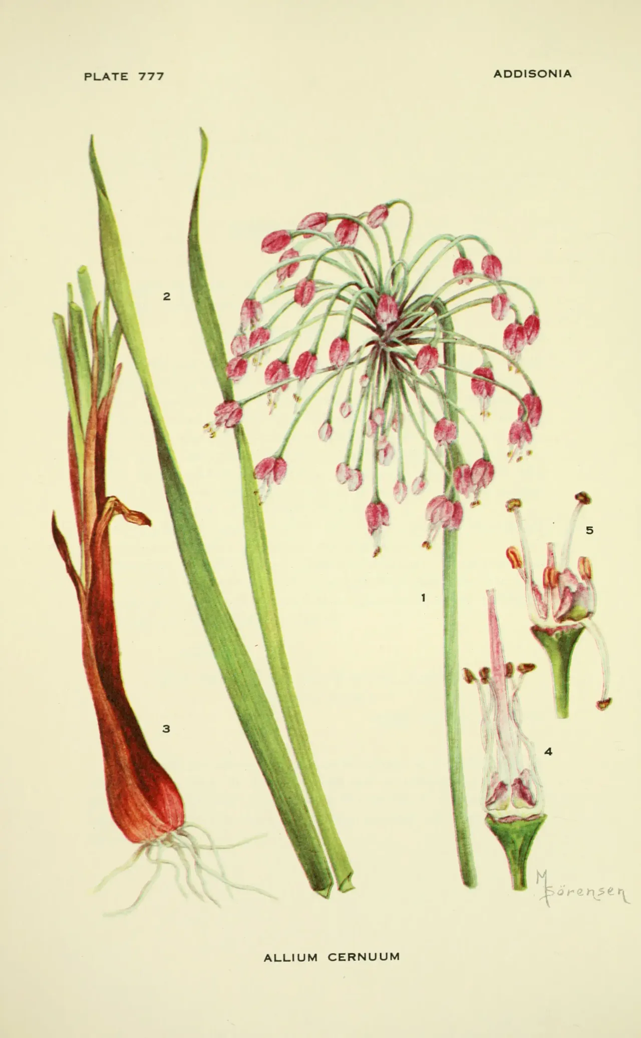 Nodding onion (Allium cernuum)