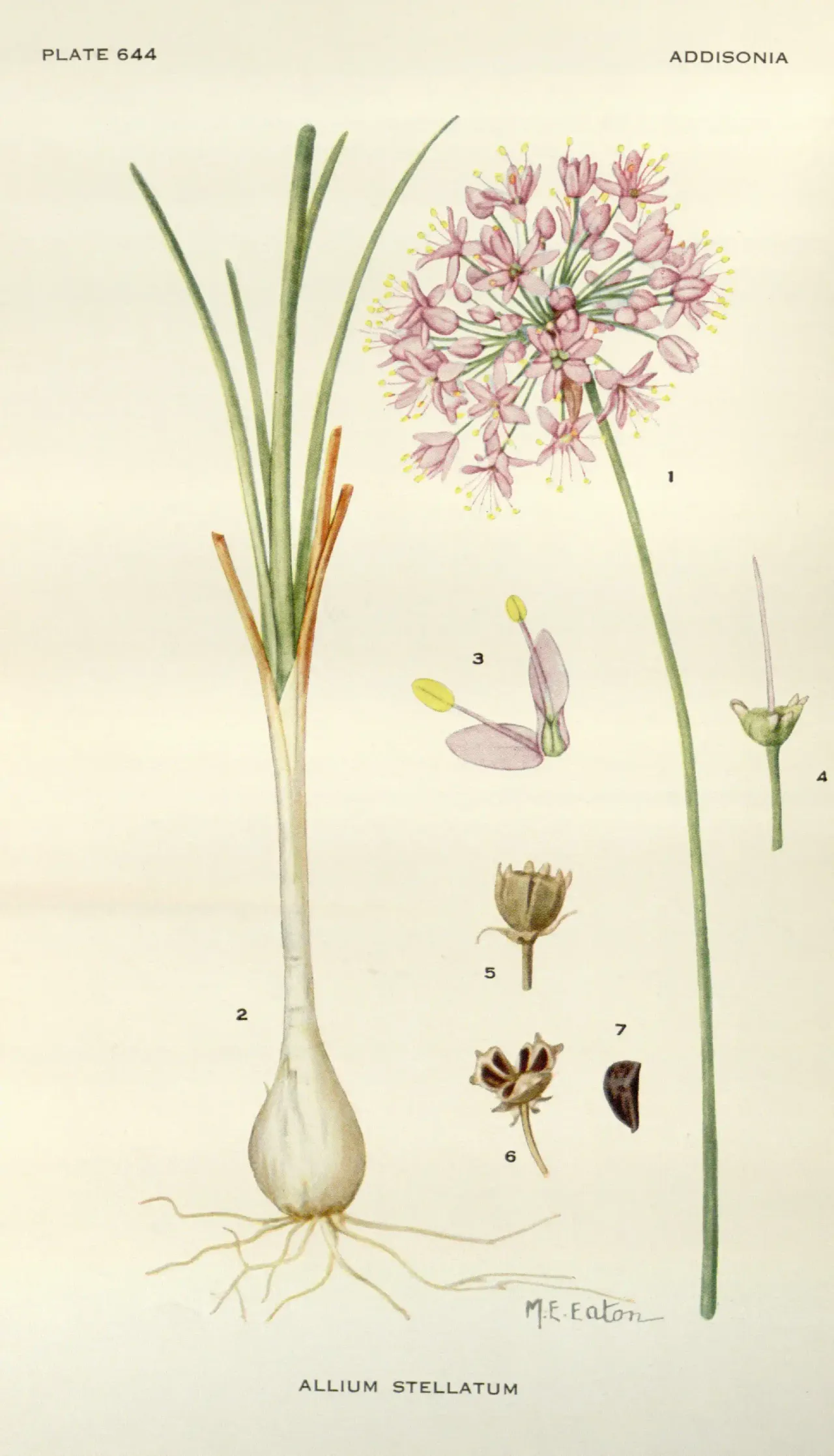 Prairie Onion (Allium stellatum)