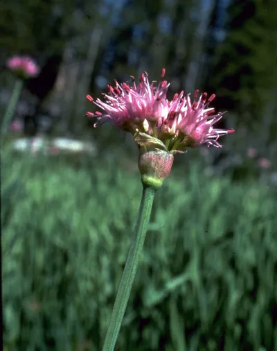 Swamp Onion