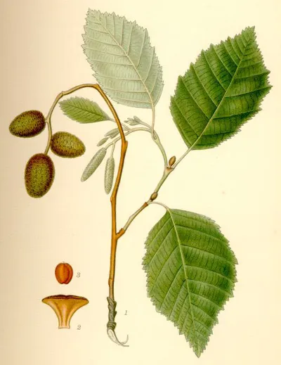Grey alder