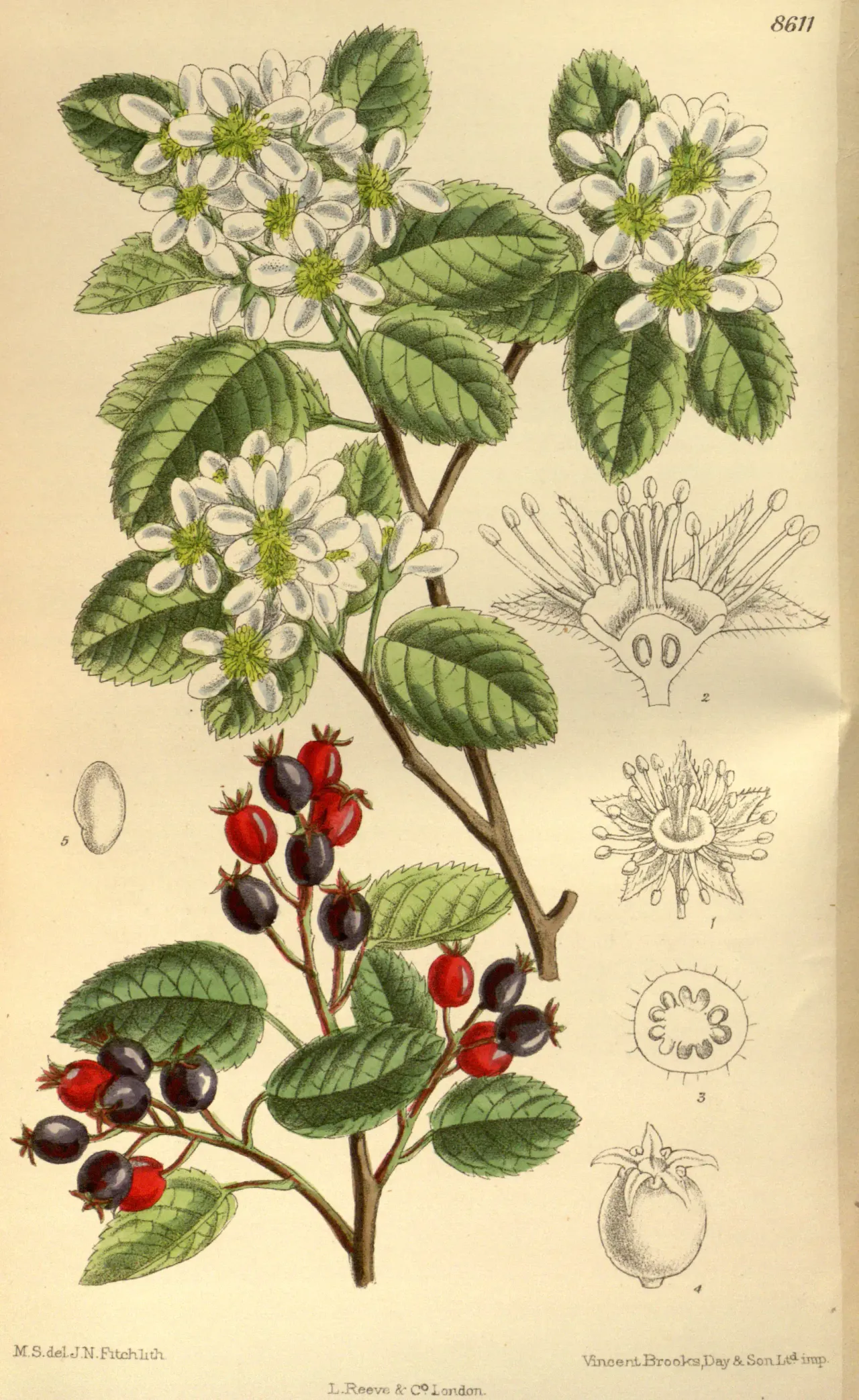 Saskatoon (Amelanchier alnifolia)
