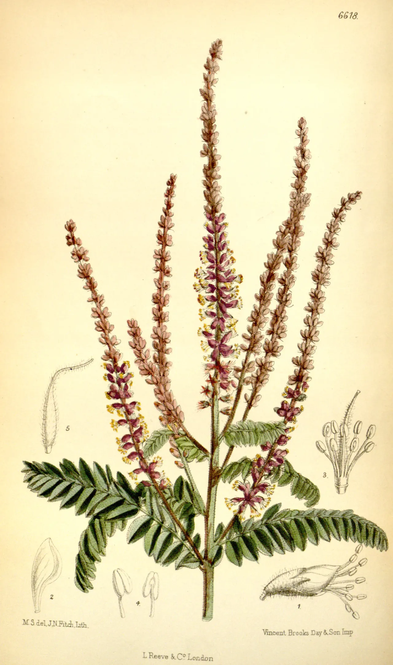 Leadplant (Amorpha canescens)