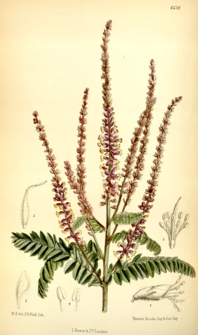 Leadplant