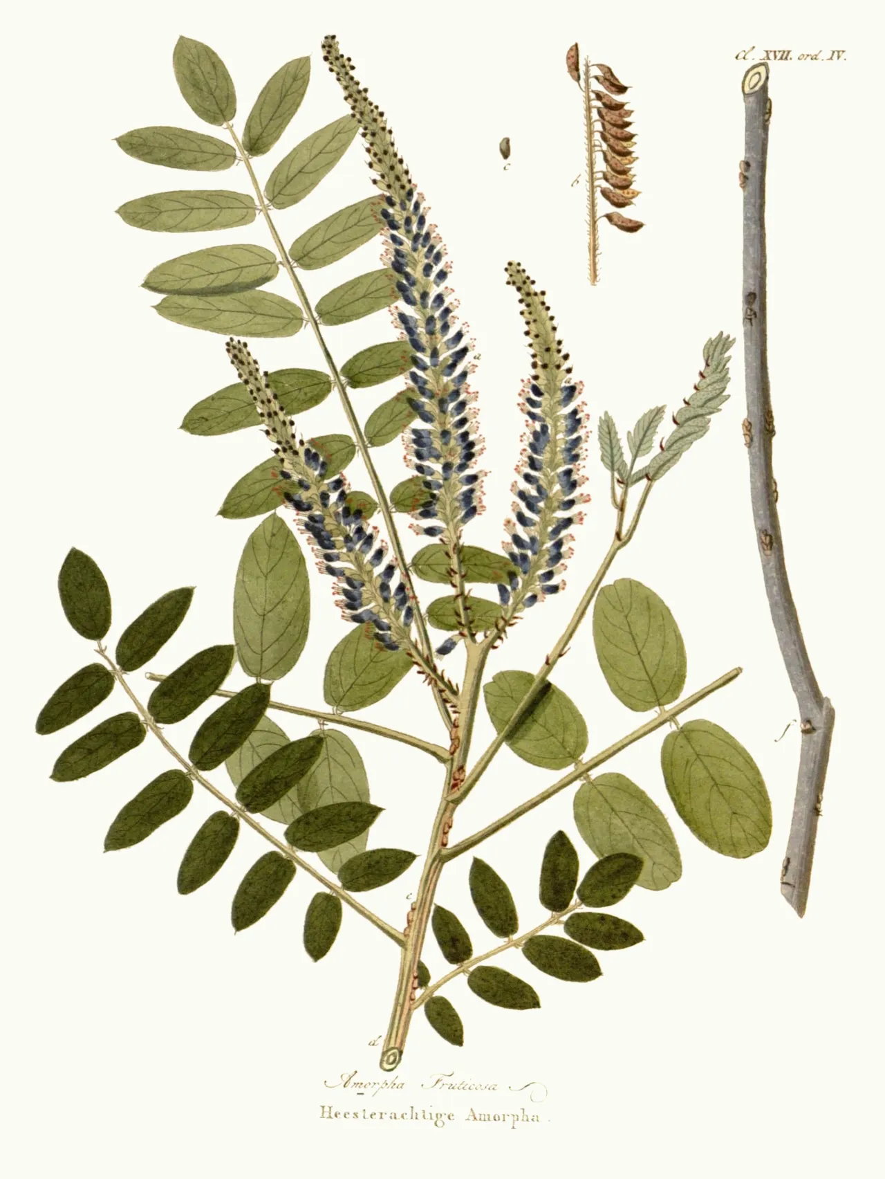 False indigo bush (Amorpha fruticosa)
