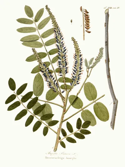 False indigo bush
