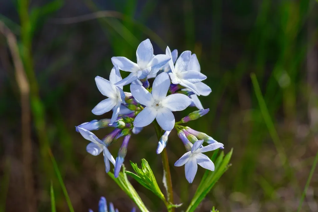 Fringed Bluestar (Amsonia ciliata)