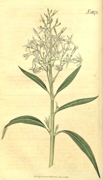 Eastern bluestar