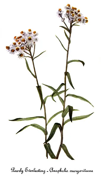 Pearly everlasting (Anaphalis margaritacea)