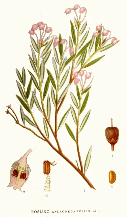 Wild Rosemary (Andromeda polifolia)