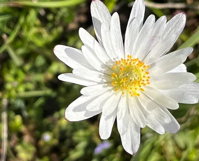 Carolina Anemone