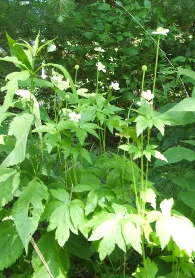 Tall thimbleweed
