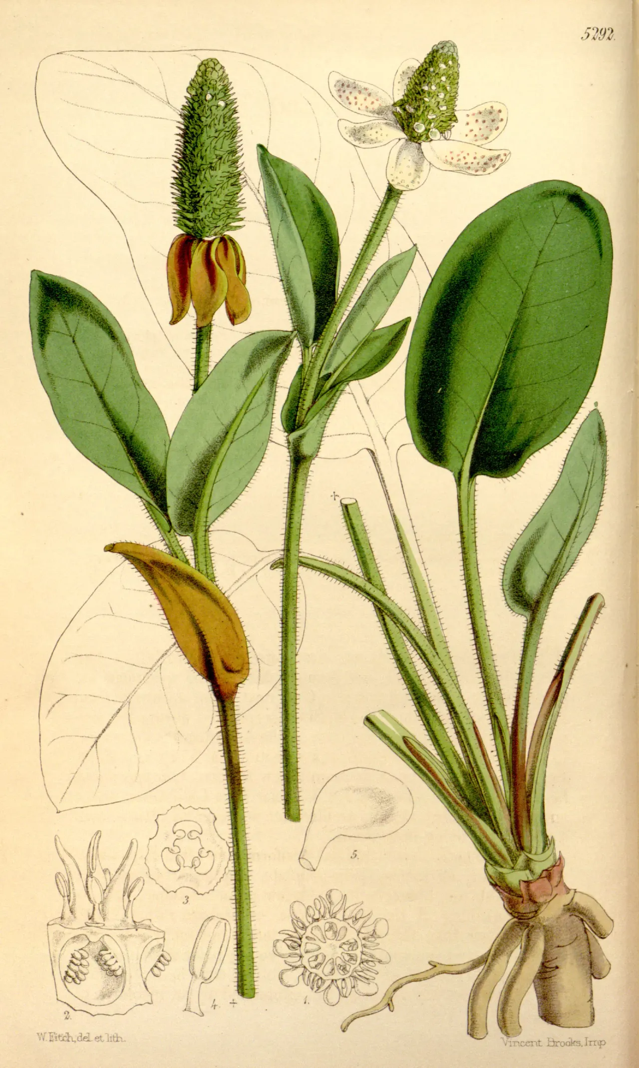 Yerba Mansa (Anemopsis californica)