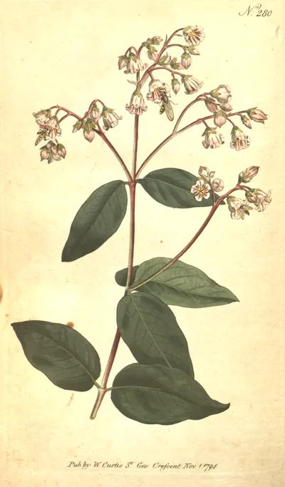 Spreading dogbane