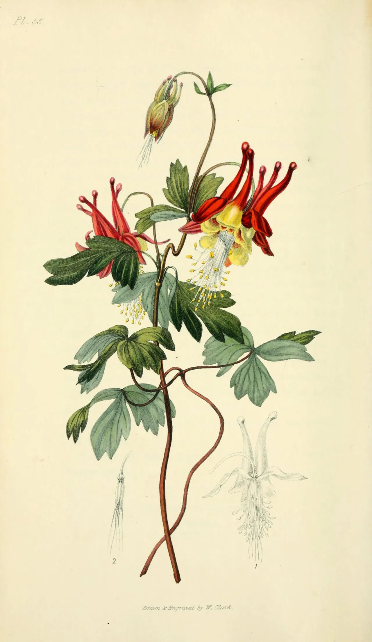 Wild columbine (Aquilegia canadensis)