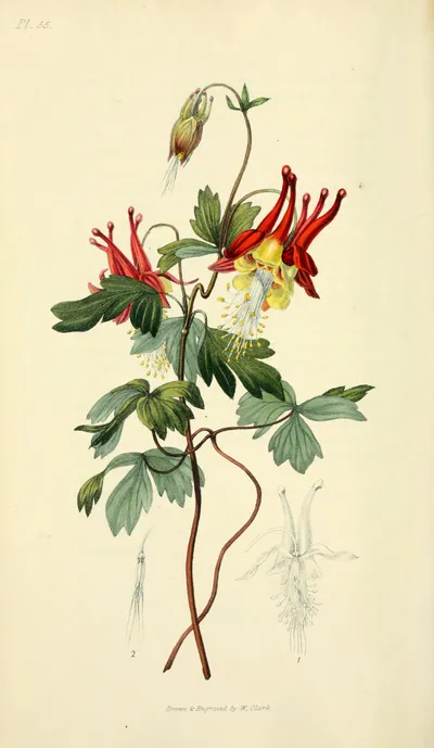 Wild columbine