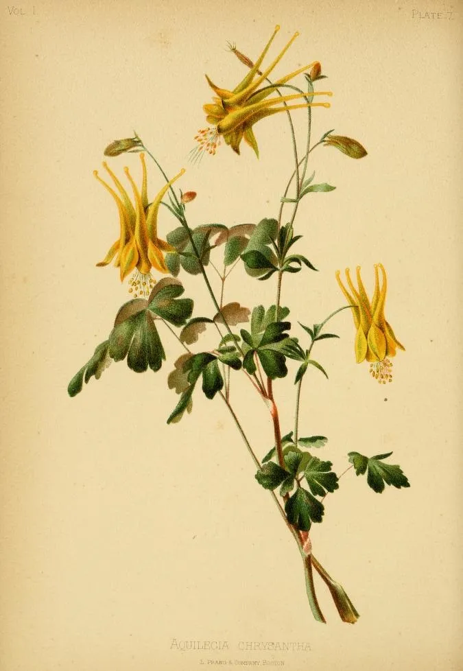 Golden columbine (Aquilegia chrysantha)
