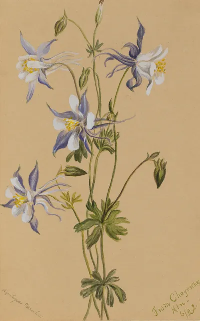 Blue columbine