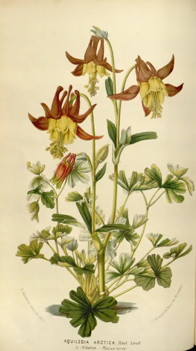 Western columbine