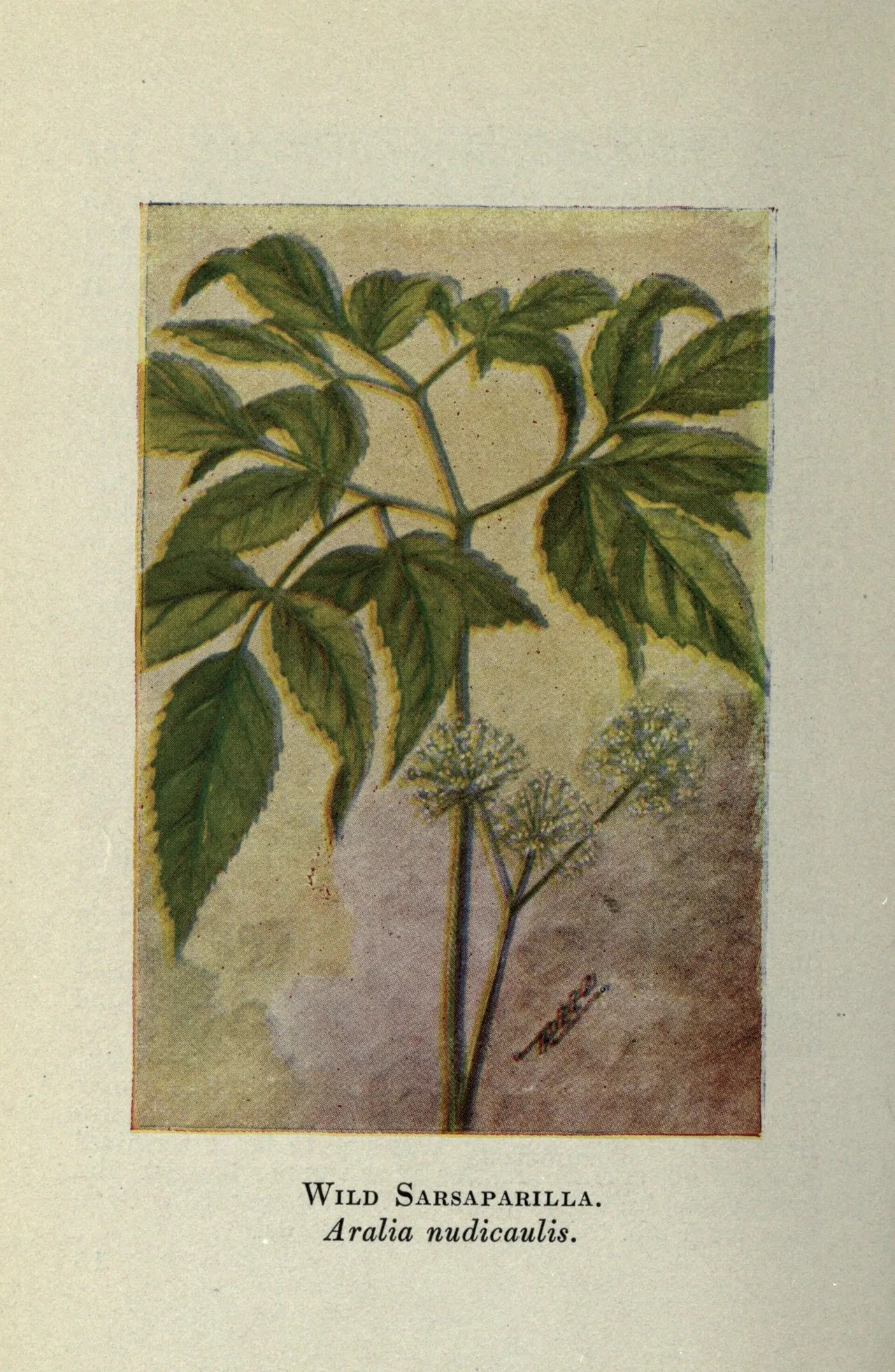 Wild sarsaparilla (Aralia nudicaulis)
