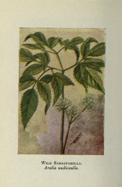 Wild sarsaparilla