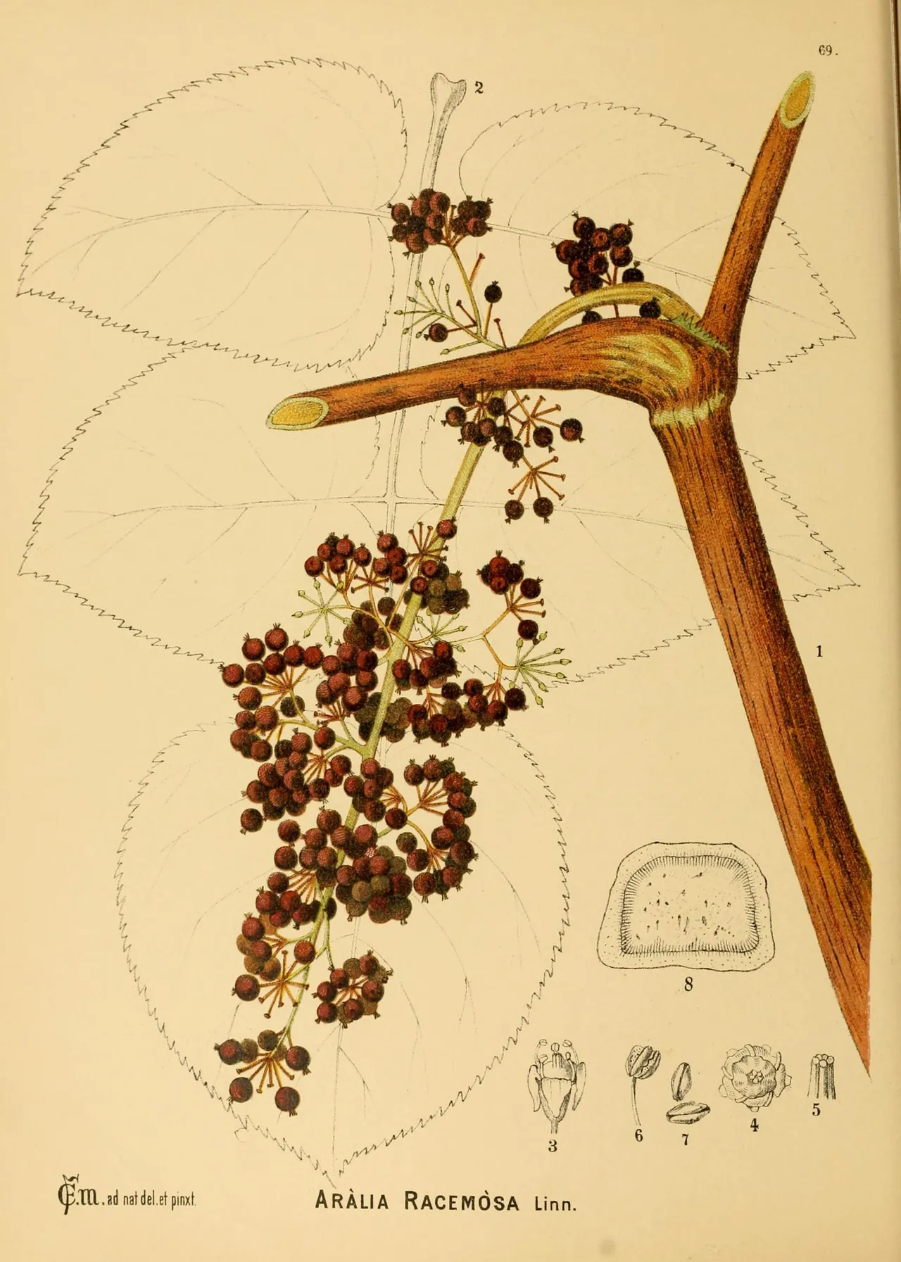 American spikenard (Aralia racemosa)