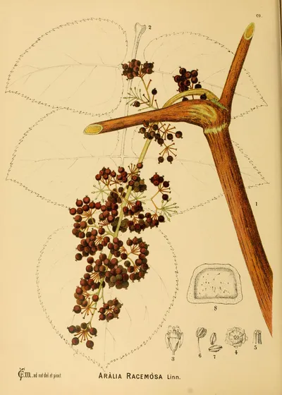 American spikenard