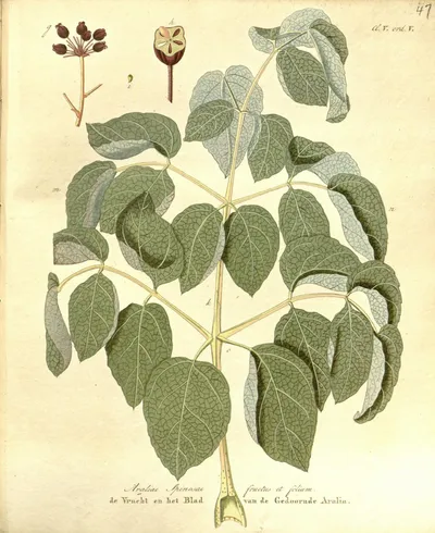 Devil's walkingstick