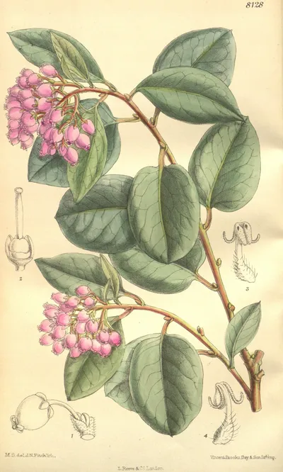 Common Manzanita