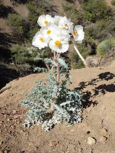 Flatbud prickly poppy