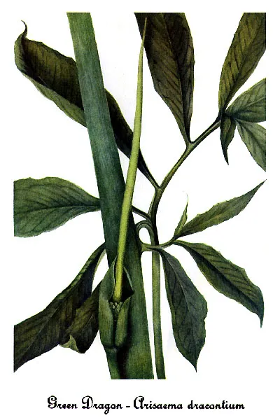 Green dragon (Arisaema dracontium)