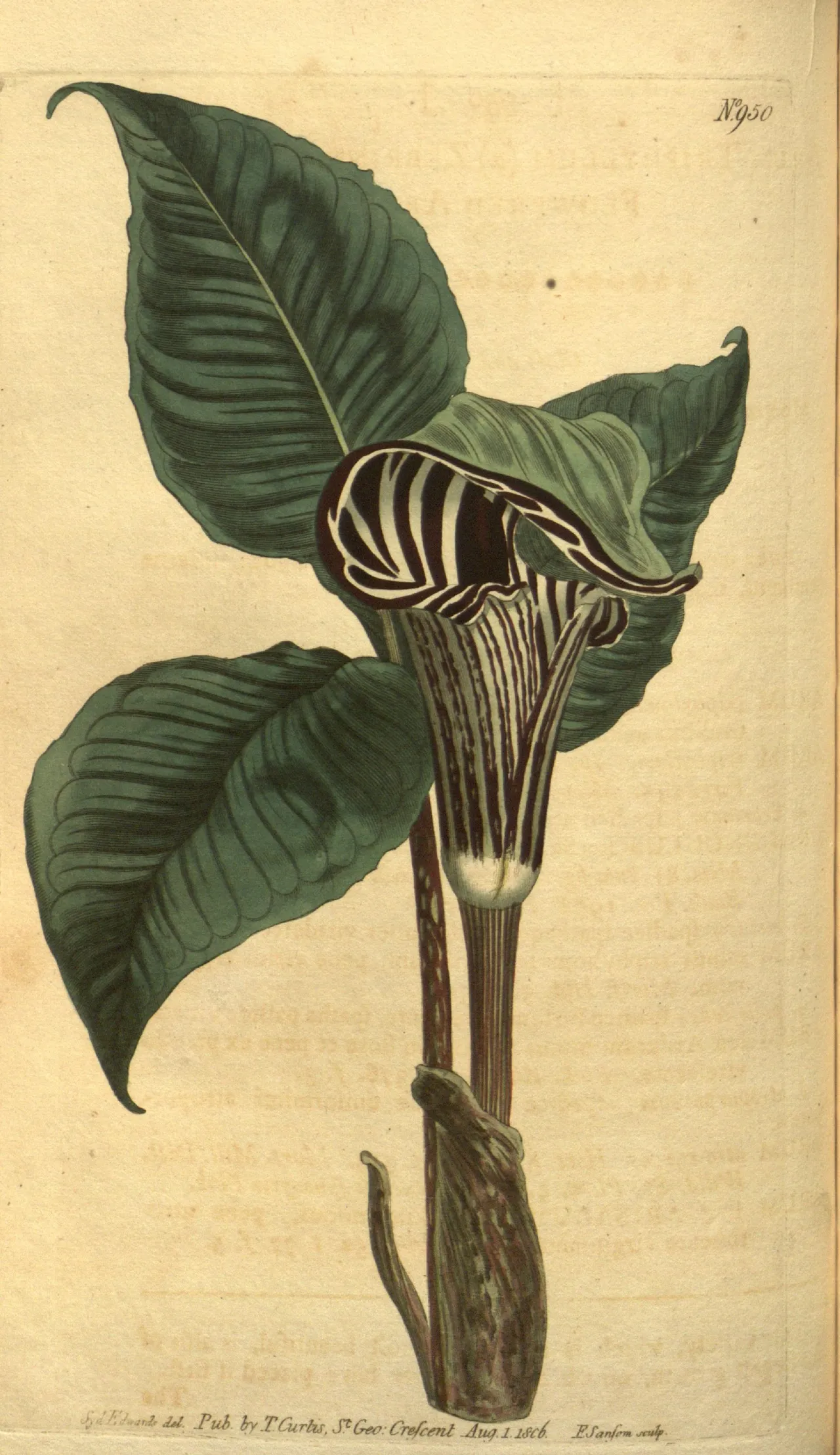 Jack-in-the-Pulpits (Arisaema triphyllum)